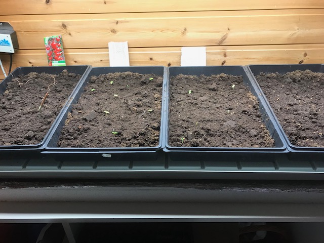 Tomater i første såkar, deretter pelargonium og engletrompet