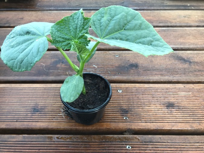 014f161ddb49f123e0ea463cc8f88aa65e9ae093d5